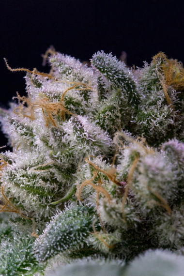 Home 1 Bulk THCA flower close-up with dense trichomes